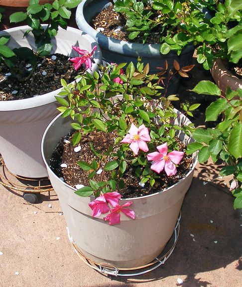 Mutabilis 0513 photo 2013_05190001_zps5092ca67.jpg